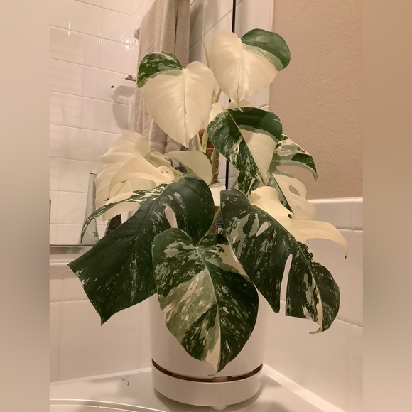 Meet your Posher, Kristiane - Picture 6 of 7